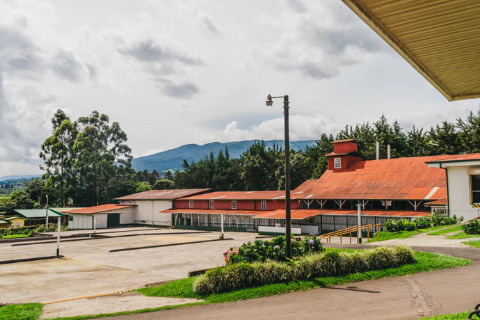 Unlocking the Rich History and Flavorful Journey of Doka Estate Coffee